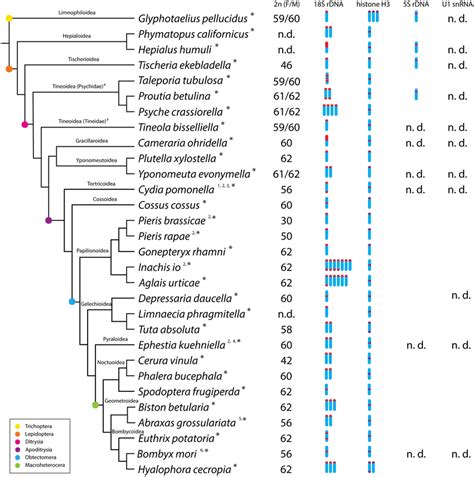 Overview Of The Number And Position Of 18S RDNA Histone H3 5S RDNA