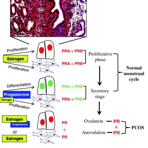 The General Structure Of Human Progesterone Receptors The Pr Protein Download Scientific