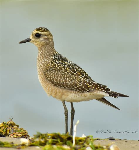 Black Bellied Plover The Art Of Birds Black Bellied Pl Flickr