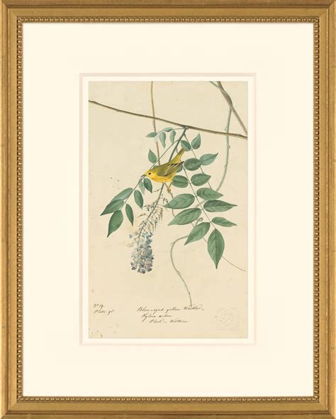 Audubon S Watercolors Octavo Pl Yellow Warbler Audubon S