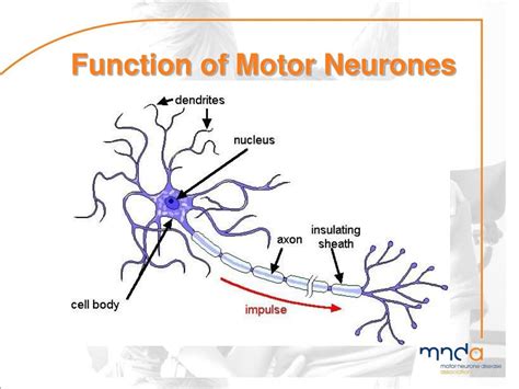 Ppt Motor Neurone Disease Powerpoint Presentation Free Download Id