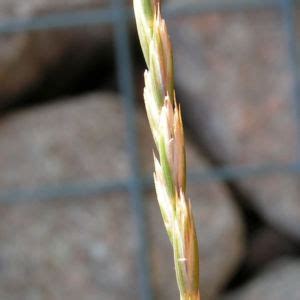 Gemeine Quecke Ähre Elymus repens Galerie Album Bilder Fotos