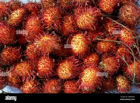 El rambutan Nephelium lappaceum es un árbol tropical de tamaño medio