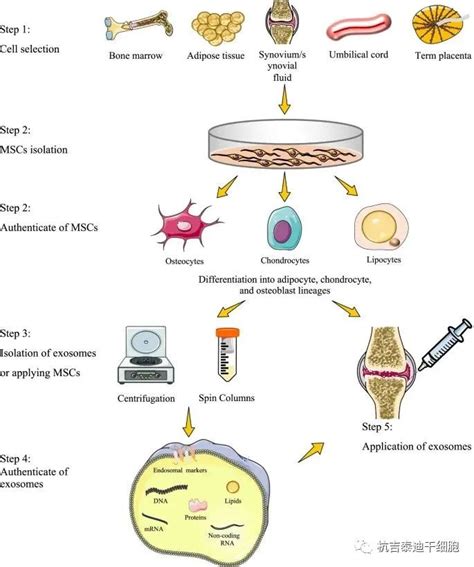 临床综述：间充质干细胞疗法助力膝关节骨性关节炎的软骨再生 杭吉干细胞科技