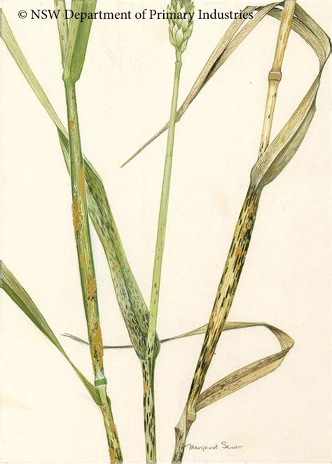 Illustration Of Wheat Stem Rust