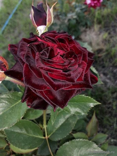 Галерея - Black Baccara (MEIdebenne) - Энциклопедия роз