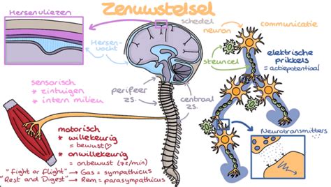 Zenuwstelsel De Basis Juf Danielle