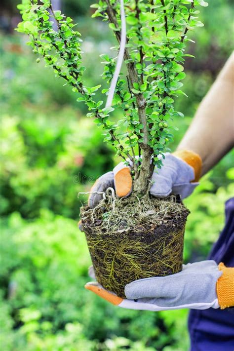 Mature Gardener Planting Shrubbery Stock Image Image Of Happy