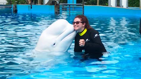 Beluga Whale Experience At Seaworld Beluga Open Viewing Cubandancing