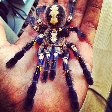 Poecilotheria metallica - Gooty Sapphire Ornamental Poecilotheria ...