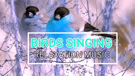 Beautiful Birds Singing With Relaxation Music Nature Sounds For