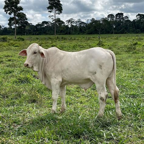 Quantas Arrobas Um Bezerro Engorda Por Ano Boi Sa De