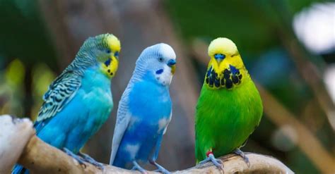 Budgerigar Pictures - AZ Animals