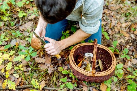 Foraging for Food: What It Is & How It's Done | Shortform Books