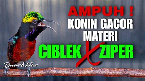 Ampuh Konin Gacor Full Isian Materi Bren Ciblek Ziper Cocok Buat