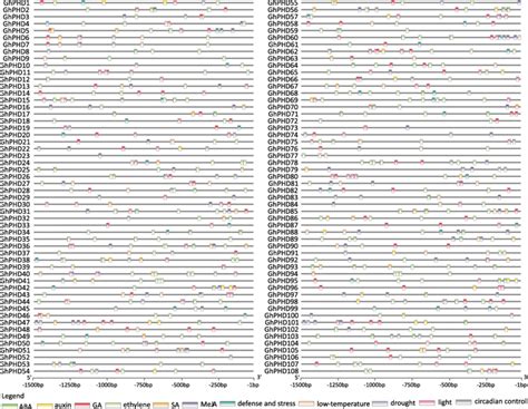 Distribution Of Stress Related And Phytohormone Related Cis Acting