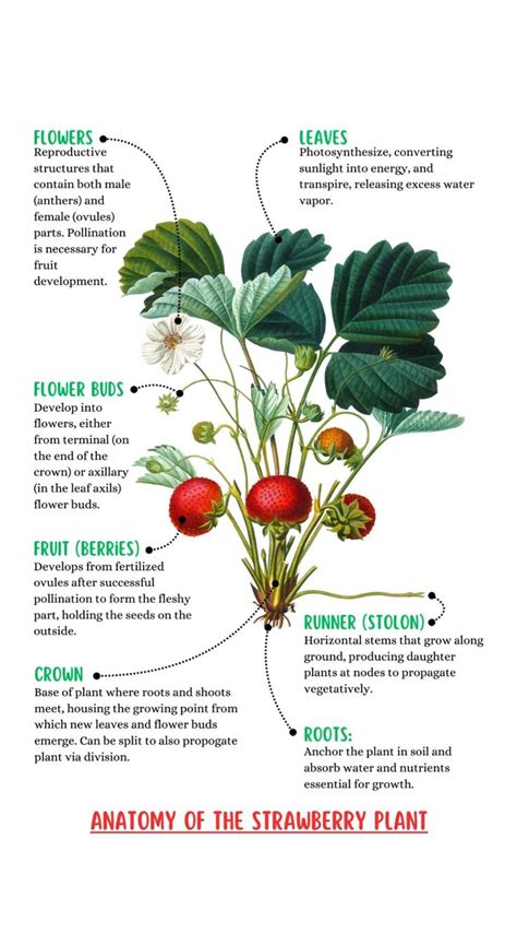 Anatomy Of The Strawberry Plant Vidéo En 2024