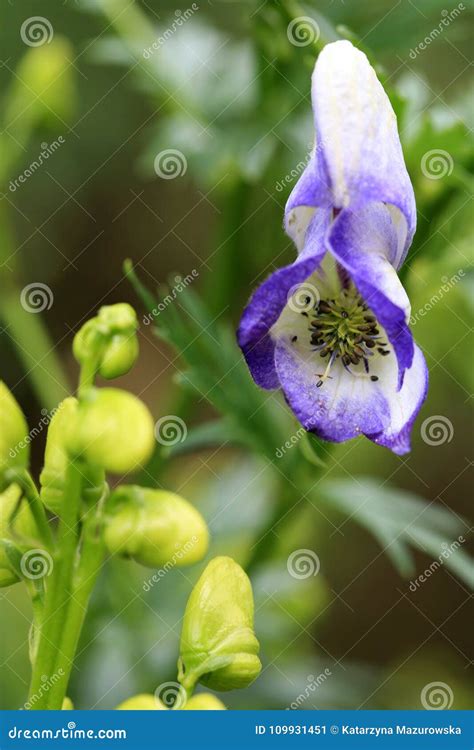 Poisonous Aconite in Macro Photography. Stock Image - Image of flora ...