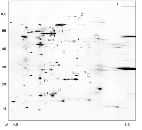 Proteome Map Of Helicobacter Pylori Clinical Isolate 37 The