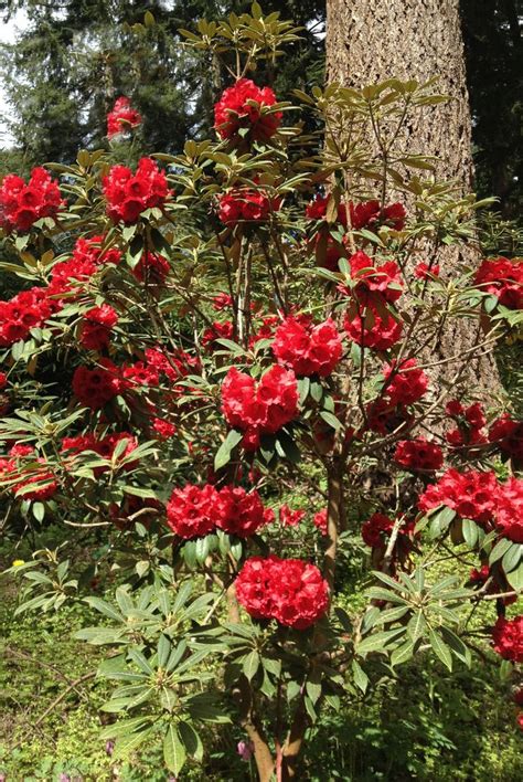 Rhododendron Species Garden Federal Way Wa