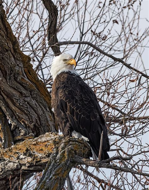 Just Another Eagle Photograph By Loree Johnson Fine Art America