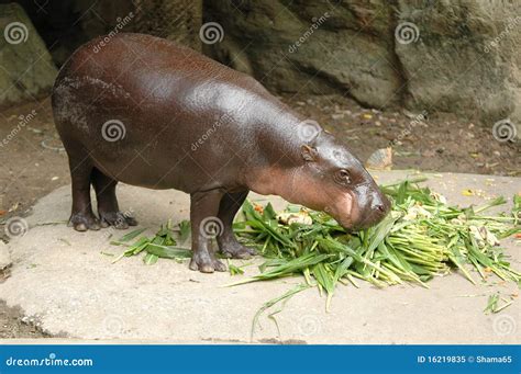 Pygmy Hippopotamus Stock Image Image Of Nature Pygmy 16219835