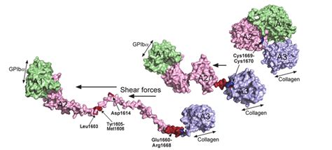 Molecular Models Of The Unfolding Of The Vwf A A A Domains In