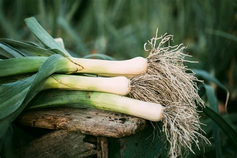 Porree Pflanzen Pflegen Ernten Wurzelwerk