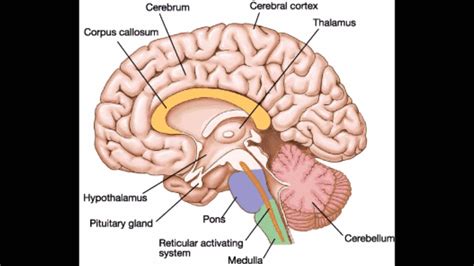 Ap Psych The Brain Example