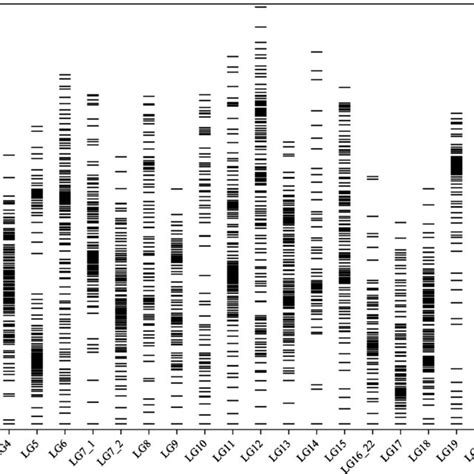 The Sex Averaged Genetic Map And Distribution Of SNPs Along Each LG In