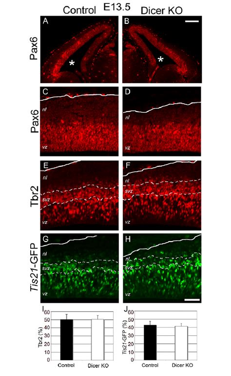 Reduced Thickness Of Neuronal Layers In The Dicer Ablated E Dorsal