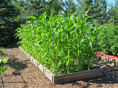 Susans In The Garden Protecting Corn Plants From Wind