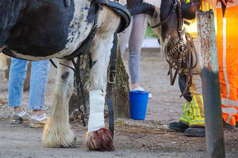 Ruiter Gewond Na Op Hol Geslagen Paard Oude Naarderweg In Blaricum