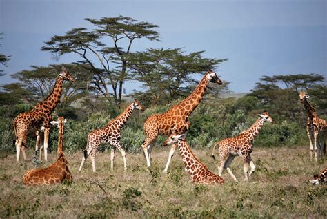 Giraffes are Socially Complex Animals, Says New Review | Sci.News