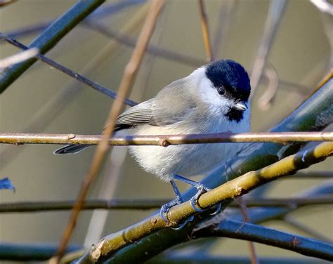 Mésange nonnette Fabrice LEDUC Flickr