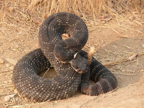 Serpiente de cascabel características dónde viven y cuidados