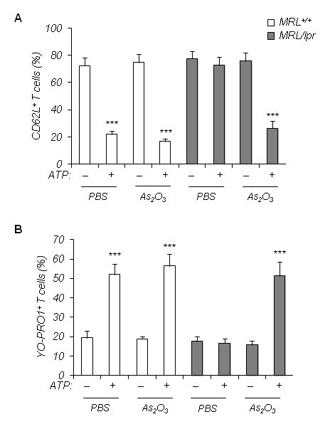 Loss Of P2x7 Receptor Plasma Membrane Expression And Function In