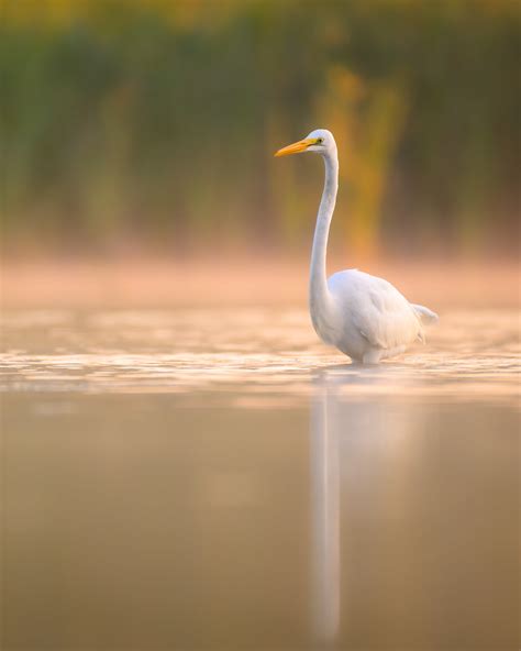 Grande Aigrette Great Egret Ardea Alba Samuel Cashman Kadri Flickr