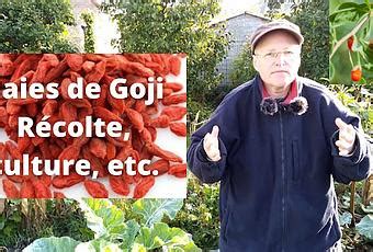 Baies De Goji R Colte Culture S Chage Bienfaits Etc Vid O Lire