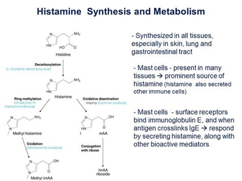 Histamine Synthesis