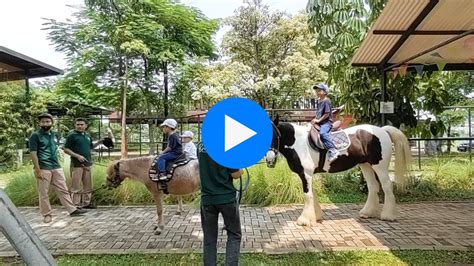 Wisata Berkuda Di Branchsto Equestrian Park BSD Cocok Untuk Anak Anak