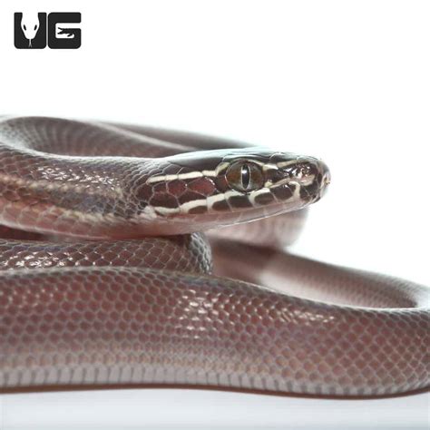 African Black House Snakes For Sale Underground Reptiles