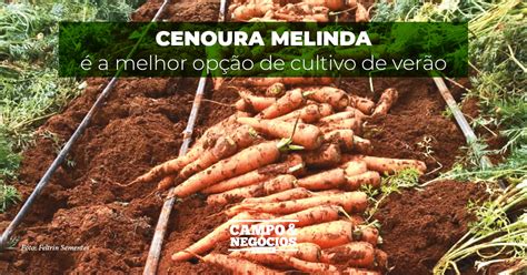 Cenoura Melinda A Melhor Op O De Cultivo De Ver O Revista Campo