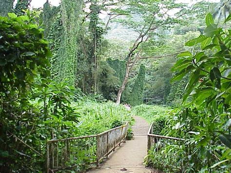 Oahu Photos: Manoa Falls Hike