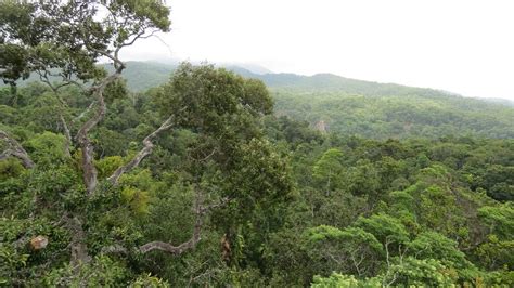 Foreste Nel Mondo Le Pi Grandi Con Foto Dati Ed Estensione