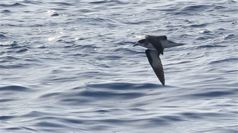 Petrel de Barau Petrel de Barau Pterodroma baraui Réunion Flickr