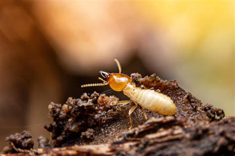 4 Signs Of Termite Trouble In Your Home GreenHow Pest And Termite