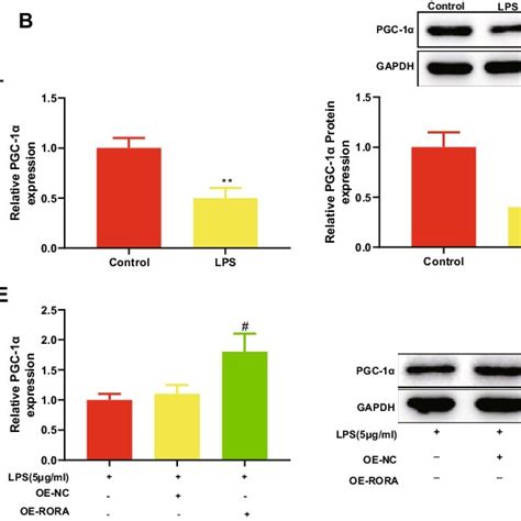 RORA binds PGC 1α promoter and promotes PGC 1α transcription A Jaspar