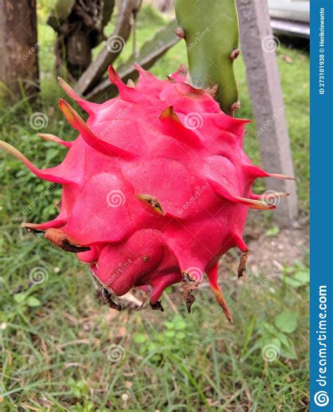 Fresh Red Dragon Fruit In The Garden Still Attached To The Tree This