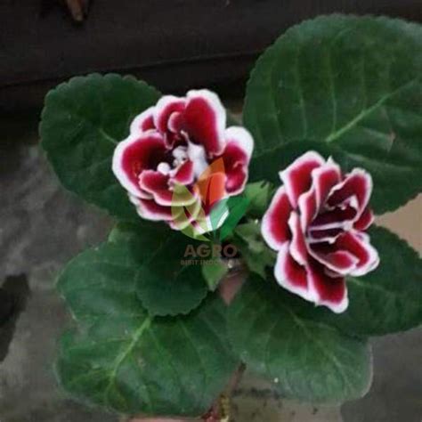 Jual Bibit Bunga Gloxinia Merah Putih Agro Bibit Id